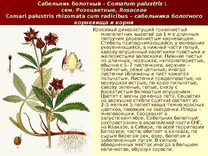 Сабельник болотный  – Comarum palustris L.  сем. Розоцветные,  Rosaceae Comari palustris