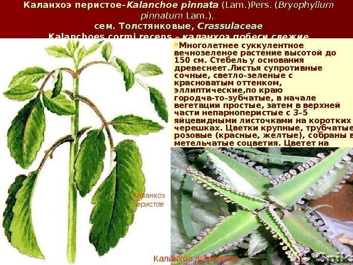 Каланхоэ перистое– Kalanchoe pinnata (Lam. )Pers. ( Bryophyllum pinnatum Lam. ),  сем. Толстянковые,