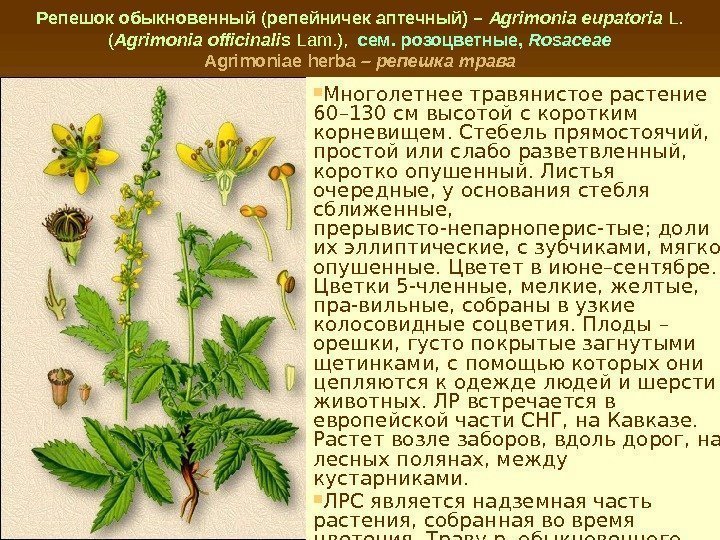 Репешок обыкновенный ( репейничек аптечный) – Agrimonia eupatoria L.  ( Agrimonia officinalis 