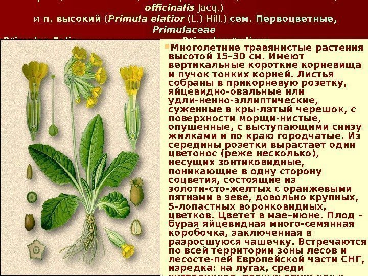 Первоцвет весенний (п. лекарственный) – Primula  veris L. ( P.  officinalis 