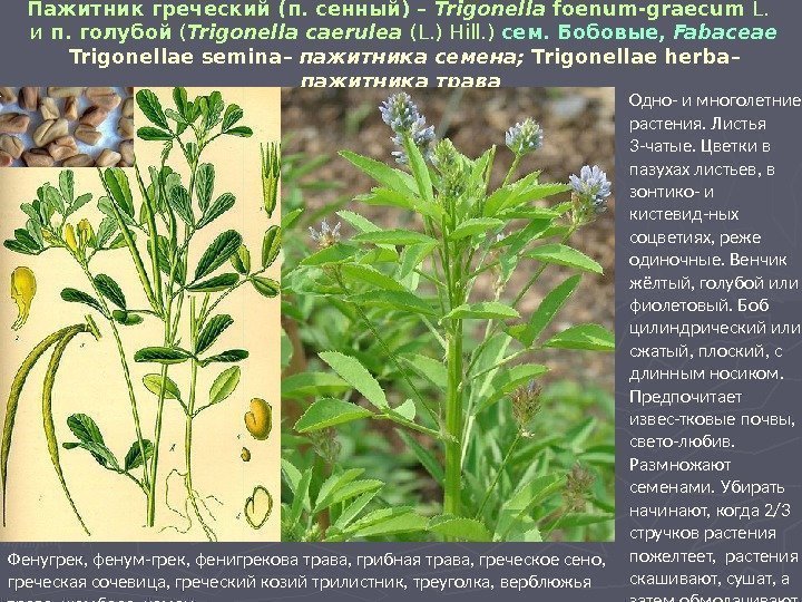 Пажитник греческий (п. сенный) – Trigonella foenum-graecum L.  и п. голубой ( Trigonella