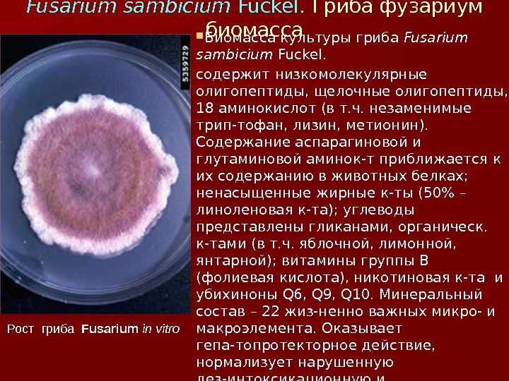Fusarium sambicium Fuckel.  Гриба фузариум биомасса Биомасса культуры гриба Fusarium sambicium Fuckel. содержит