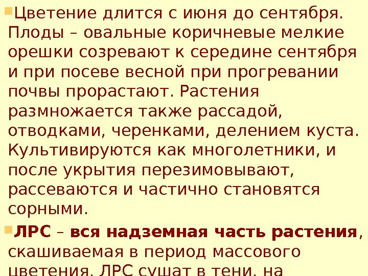  Цветение длится с июня до сентября.  Плоды – овальные коричневые мелкие орешки