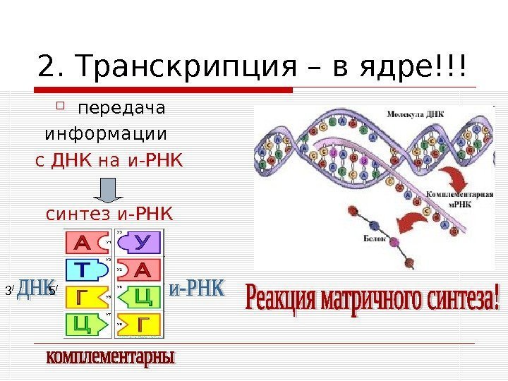 2. Транскрипция – в ядре!!! передача  информации с ДНК на и-РНК синтез и-РНК