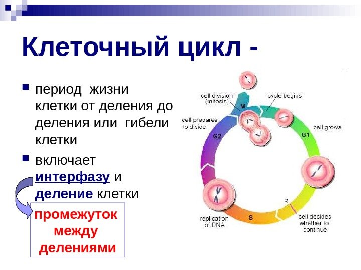   Клеточный цикл - период жизни клетки от деления до деления или гибели