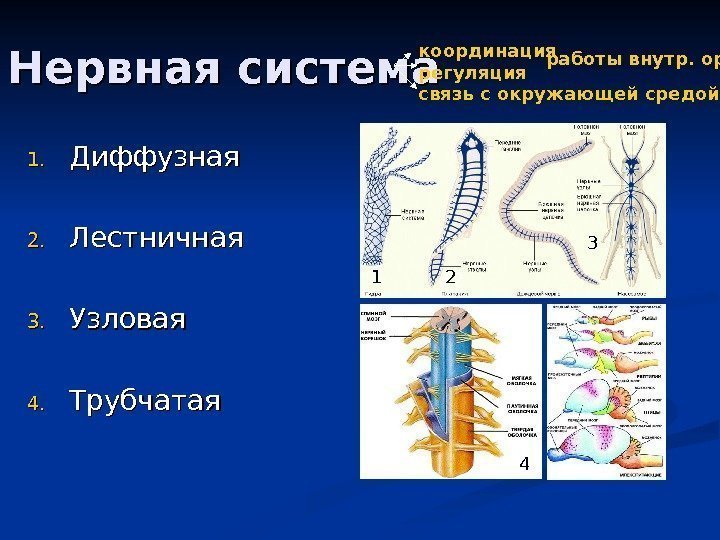   Нервная система 1. 1. Диффузная 2. 2. Лестничная 3. 3. Узловая 4.