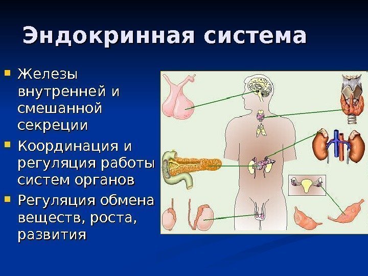   Эндокринная система Железы внутренней и смешанной секреции Координация и регуляция работы систем