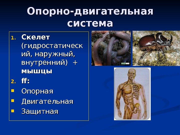   Опорно-двигательная система 1. 1. Скелет (гидростатическ ий, наружный,  внутренний) + мышцы