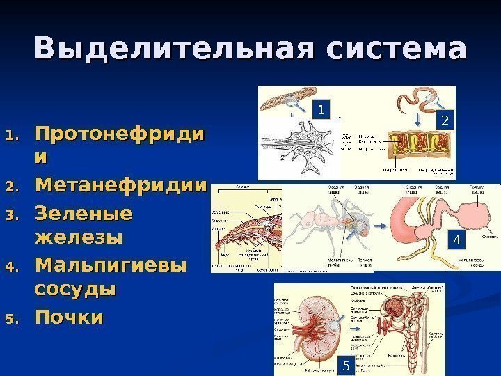   Выделительная система 1. 1. Протонефриди ии 2. 2. Метанефридии 3. 3. Зеленые