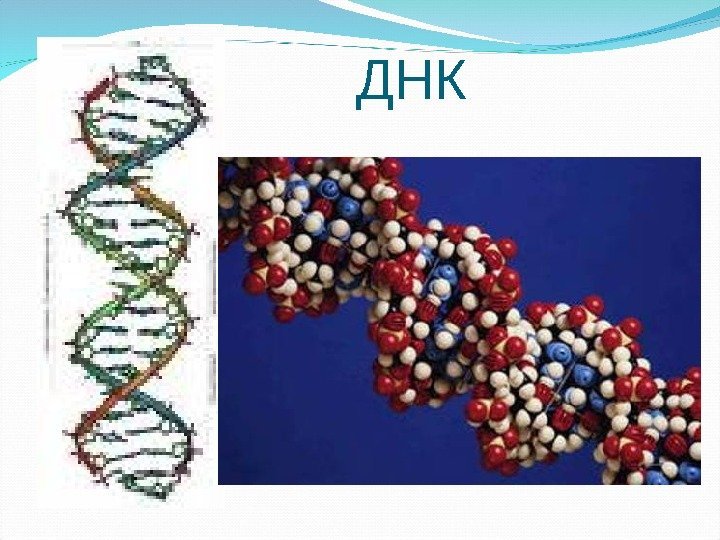 ДНК 