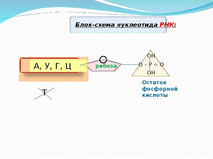 Блок-схема нуклеотида РНК :  А, У, Г, Ц рибоза Остаток фосфорной кислоты. О