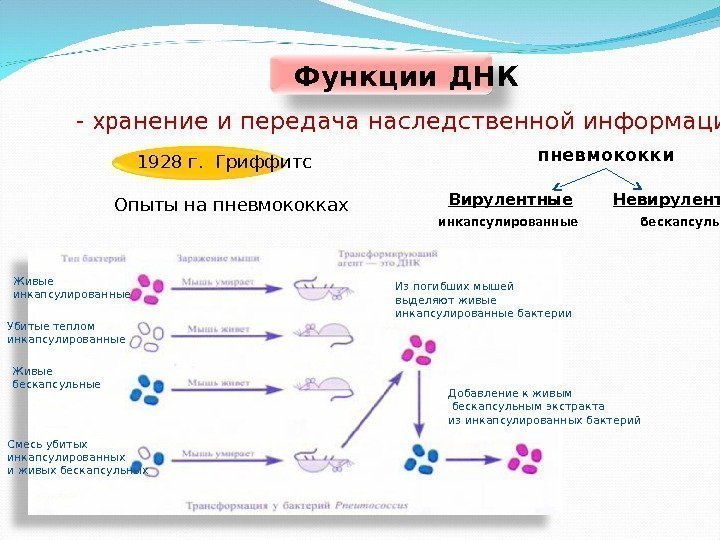 Функции ДНК - хр анение и передача наследственной информации 1928 г.  Гриффитс Опыты