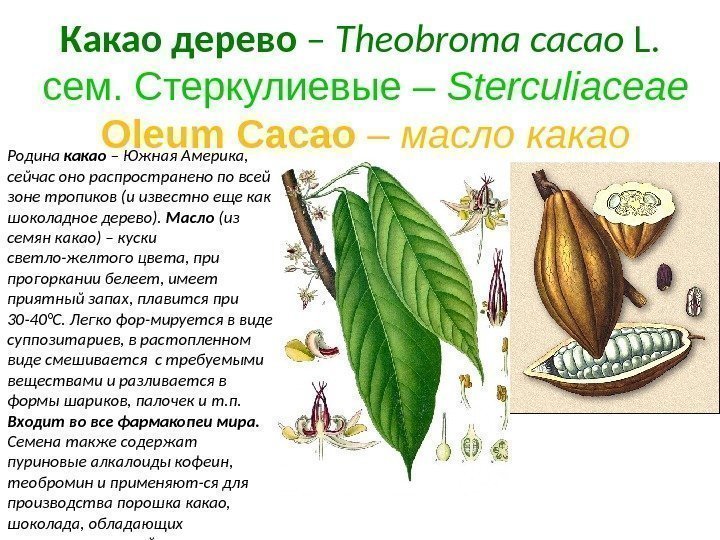 Какао  дерево – Theobroma cacao L.  cем. Стеркулиевые – Sterculiaceae  Oleum