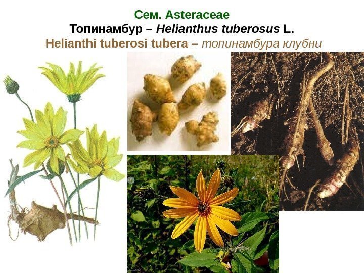 Сем. Asteraceae Топинамбур – Helianthus tuberosus L.  Helianthi tuberosi  tubera – топинамбура