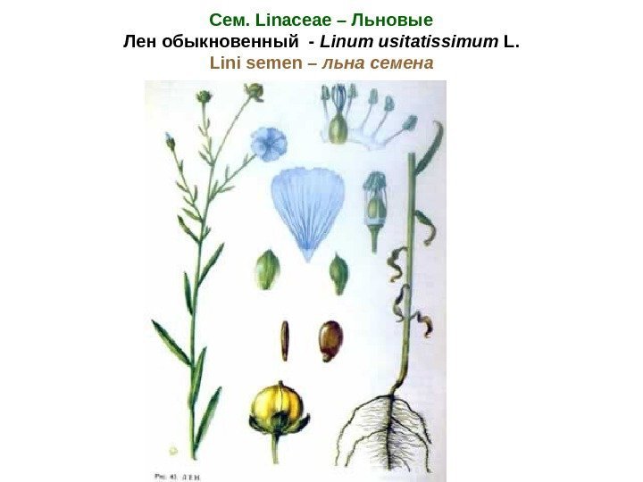 Сем. Linaceae – Льновые Лен обыкновенный - Linum usitatissimum L. Lini semen – льна