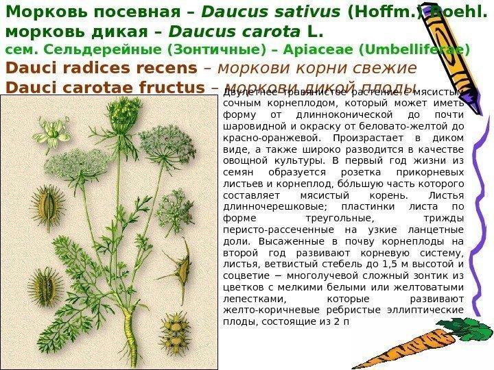 Морковь посевная – Daucus sativus (Hoffm. ) Roehl. морковь дикая – Daucus carota L.