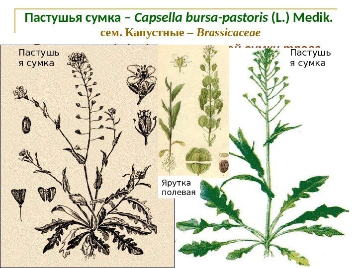 Пастушья сумка – Capsella bursa-pastoris (L. ) Medik.  сем. Капустные – Brassicaceae Bursae