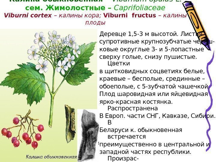 Калина обыкновенная – Viburnum opulus L. сем. Жимолостные  – Caprifoliaceae Viburni cortex –