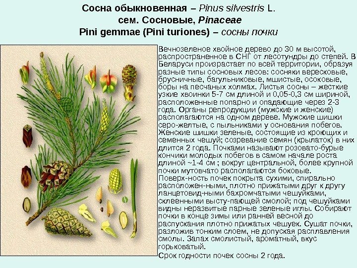 Сосна обыкновенная  – Pinus silvestris L.  сем. Сосновые,  Pinaceae Pini gemmae