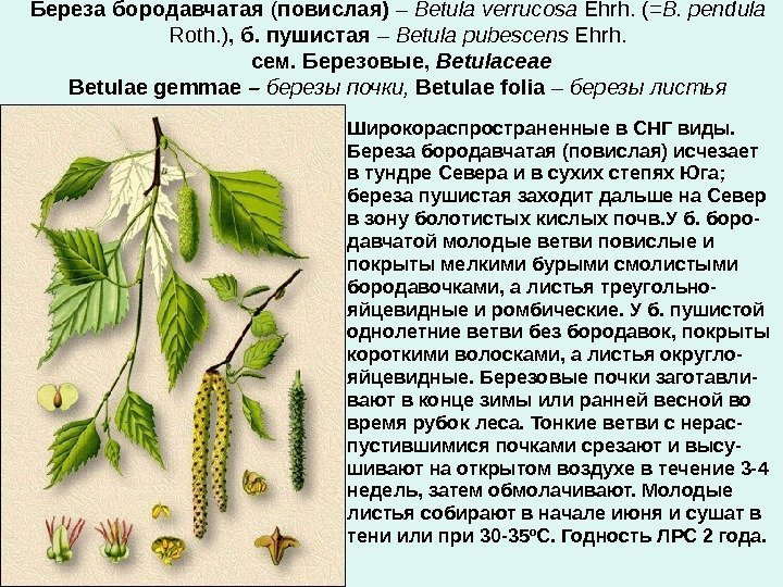 Береза бородавчатая ( повислая)  – Betula verrucosa Ehrh.  (= B. pendula 