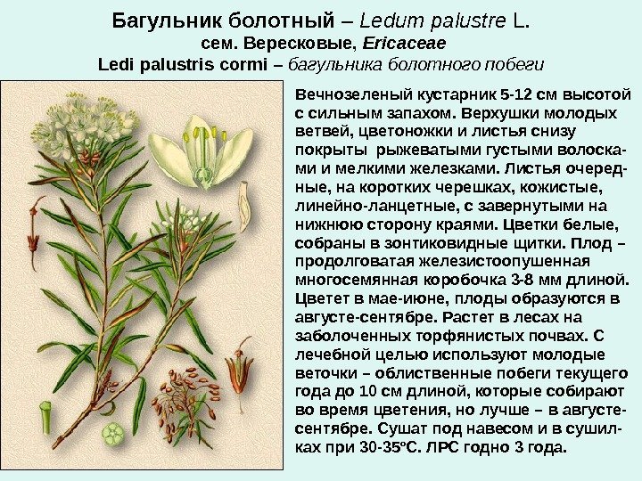 Багульник болотный – Ledum palustre L.  сем. Вересковые,  Ericaceae Ledi palustris сormi