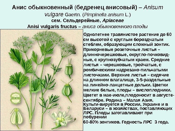 Анис обыкновенный ( бедренец анисовый) – Anisum vulgare  Gaertn.  ( Pimpinella anisum