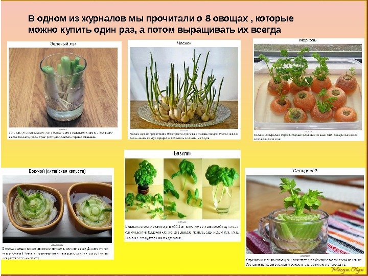 В одном из журналов мы прочитали о 8 овощах , которые можно купить один