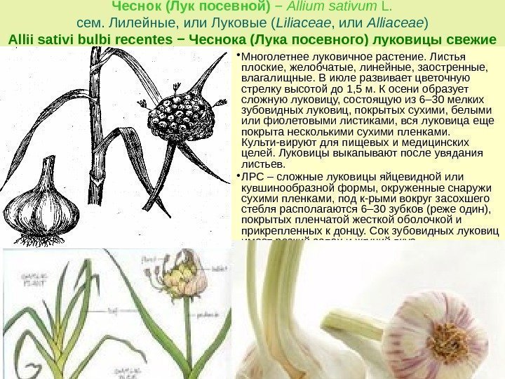 Чеснок (Лук посевной)  − Allium sativum L. сем. Лилейные, или Луковые ( Liliасеае