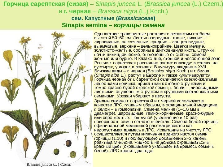 Горчица сарептская (сизая) – Sinapis juncea L. ( Brassica juncea (L. )  Czern.