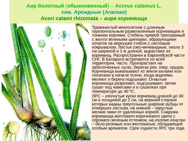Аир болотный ( обыкновенный ) – Acorus calamus L. сем. Ароидные ( Araceae )