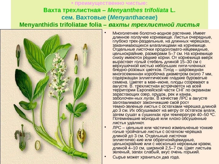  •  преимущественно чистые: Вахта трехлистная – Menyanthes trifoliata L. сем. Вахтовые (