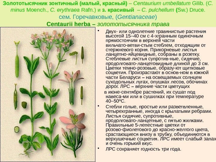 Золототысячник зонтичный (малый, красный) – Centaurium umbellatum Gilib. ( C.  minus Moench. ,