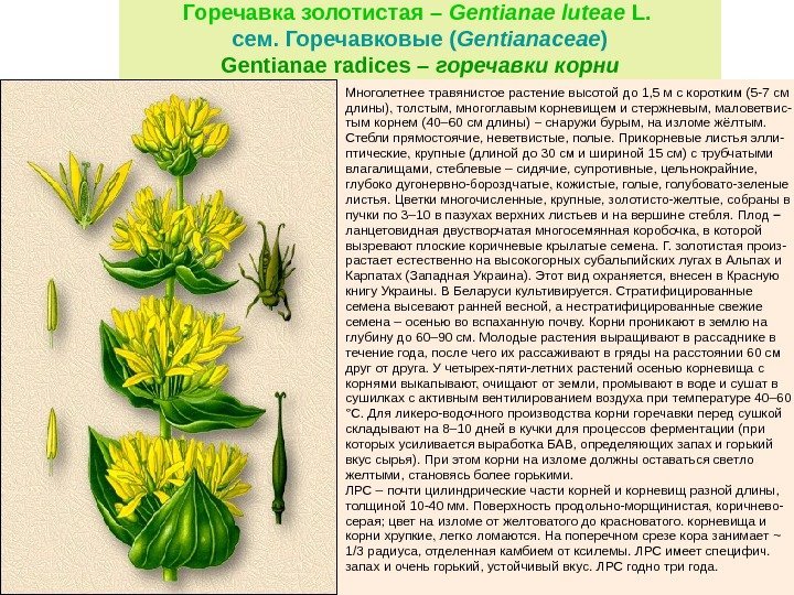 Горечавка золотистая – Gentianae luteae L.  сем. Горечавковые ( Gentianaceae ) Gentianae radices