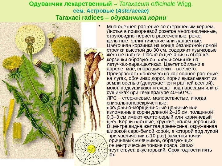 Одуванчик лекарственный – Taraxacum officinale Wigg. сем. Астровые ( Asteraceae ) Taraxaci radices –