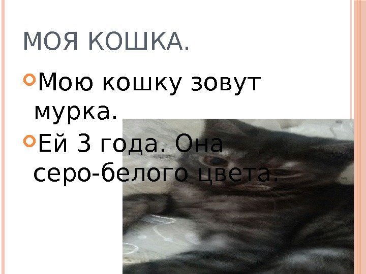 МОЯ КОШКА.  Мою кошку зовут мурка.  Ей 3 года. Она серо-белого цвета.