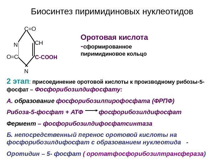 Биосинтез пиримидиновых нуклеотидов NN C=O CH C-COOH  O=C Оротовая кислота - сформированное пиримидиновое