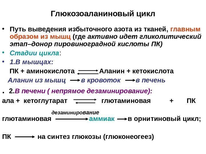 Глюкозоаланиновый цикл • Путь выведения избыточного азота из тканей,  главным образом из мышц