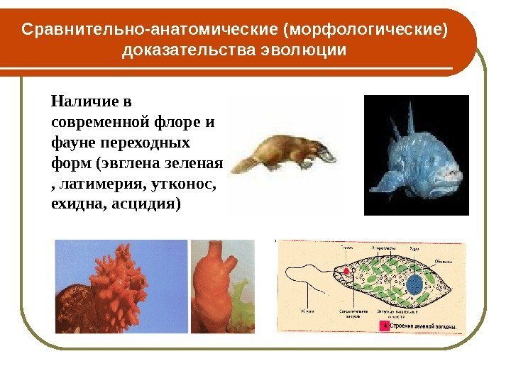 Сравнительно-анатомические (морфологические) доказательства эволюции Наличие в современной флоре и фауне переходных форм (эвглена зеленая