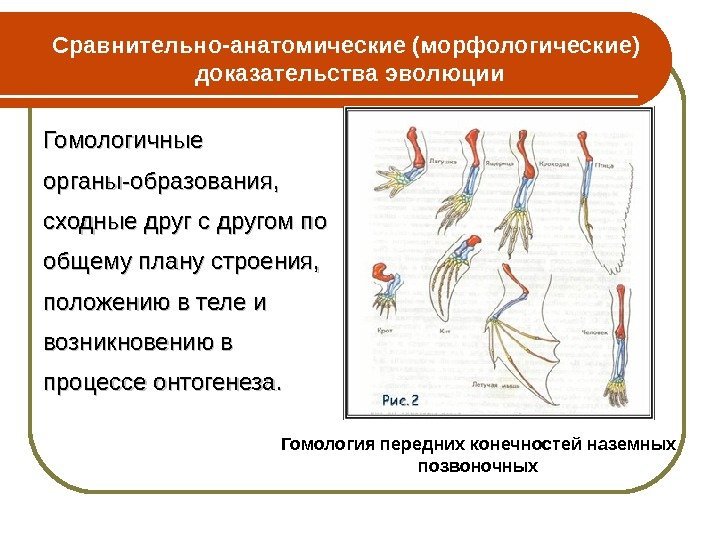 Гомологичные органы-образования,  сходные друг с другом по общему плану строения,  положению в