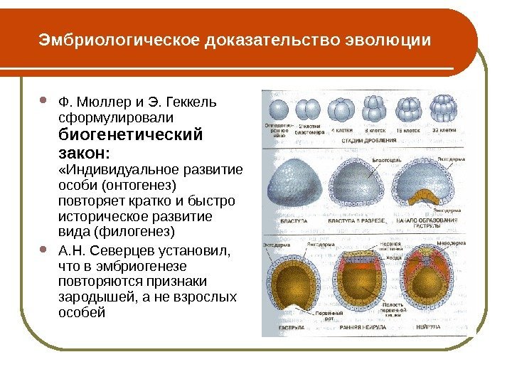 Эмбриологическое доказательство эволюции Ф. Мюллер и Э. Геккель сформулировали биогенетический закон:  «Индивидуальное развитие