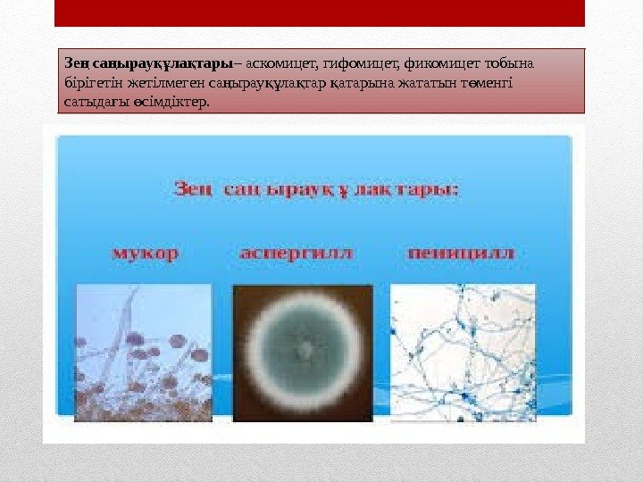 Зе са ырау ла тарың ң құ қ – аскомицет, гифомицет, фикомицет тобына бірігетін