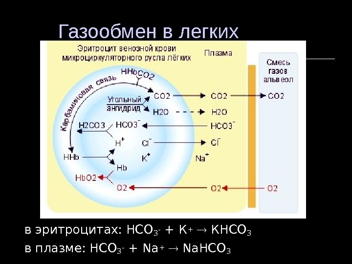 Газообмен в легких в эритроцитах: НСО 3 - + К+ КНСО 3 в плазме: