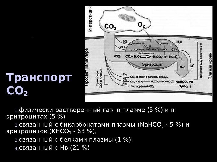 Транспорт СО 2 1. физически растворенный газ в плазме (5 ) и в эритроцитах