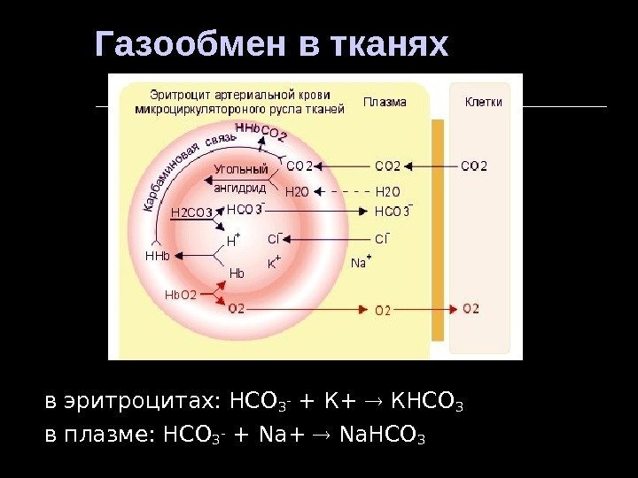 Газообмен в тканях в эритроцитах: НСО 3 - + К+  КНСО 3 в