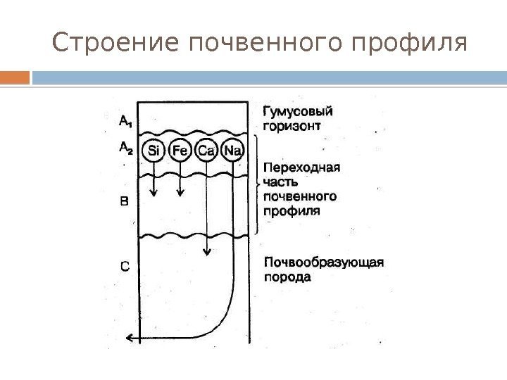 Строение почвенного профиля  