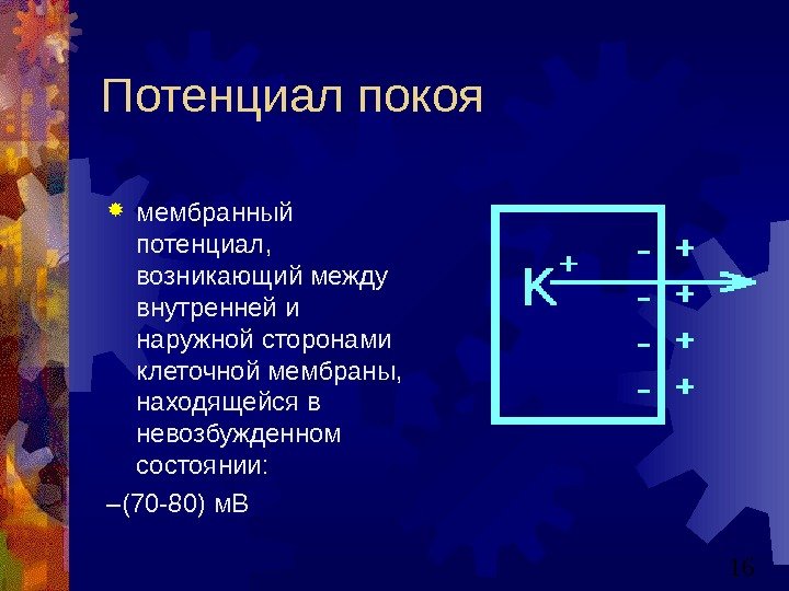   16 Потенциал покоя мембранный потенциал,  возникающий между внутренней и наружной сторонами