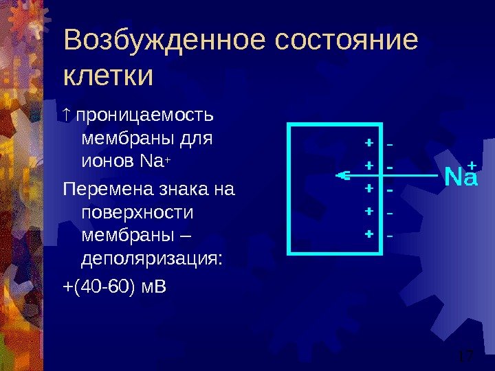   17 Возбужденное состояние клетки  проницаемость мембраны для ионов Na+ Перемена знака