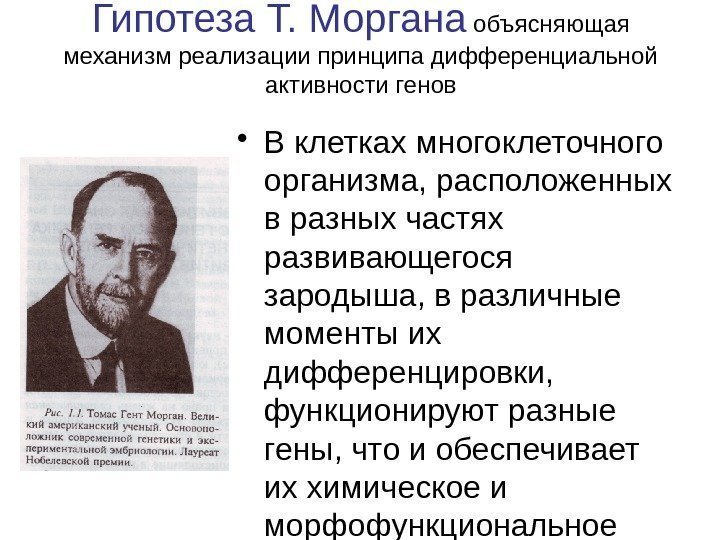 Гипотеза Т. Моргана объясняющая механизм реализации принципа дифференциальной активности генов • В клетках многоклеточного