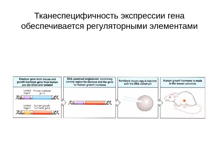 Тканеспецифичность экспрессии гена обеспечивается регуляторными элементами 