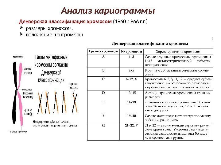 Анализ кариограммы Денверская классификация хромосом (1960 -1966 г. г. )  размеры хромосом, 